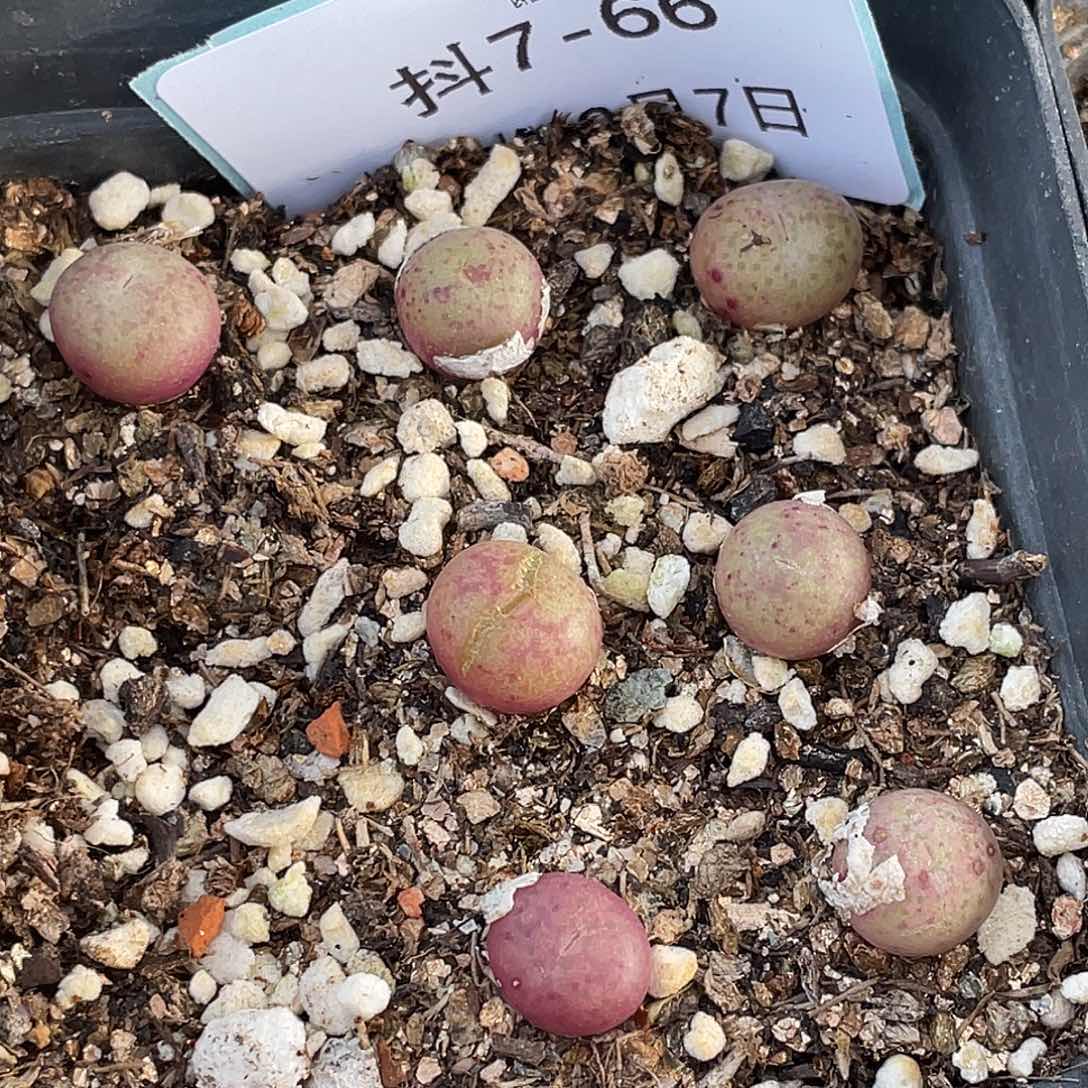 7-66小紫猴多肉植物