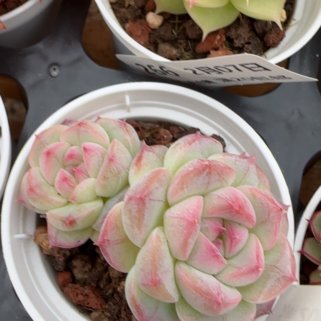 花语逸镜0207-278