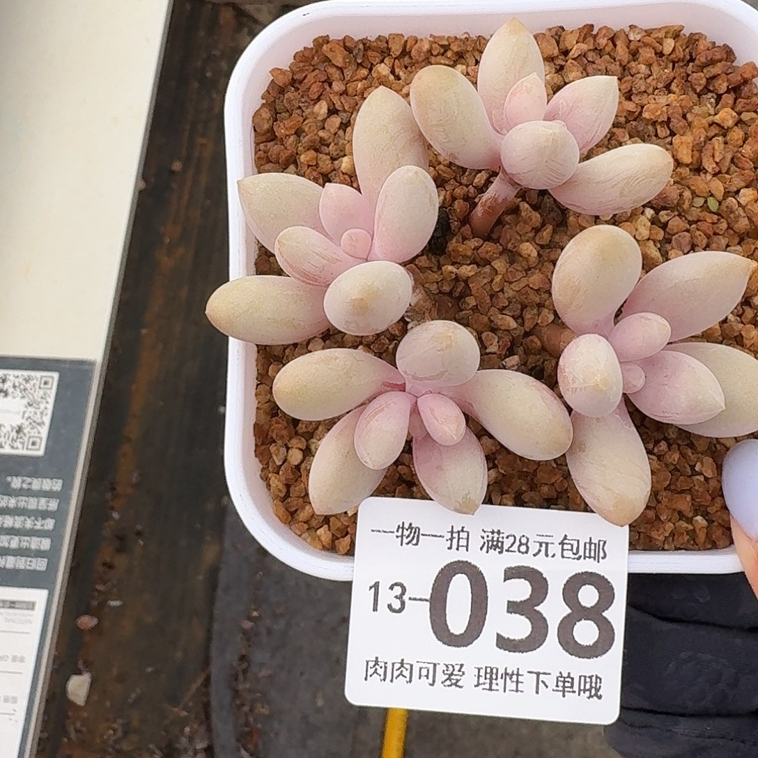 原始虞无盆无发货