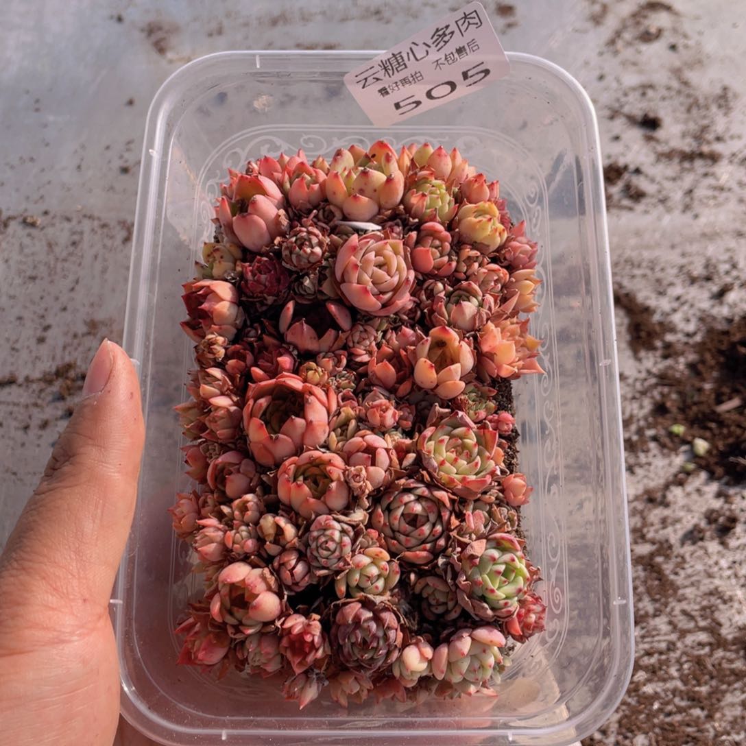 云糖心多肉植物505