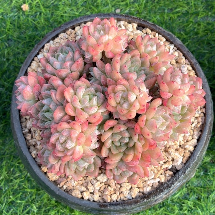 多肉植物 安妮一物一拍-4