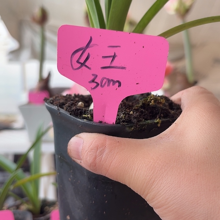 无花朵女王朱顶红直径3cm