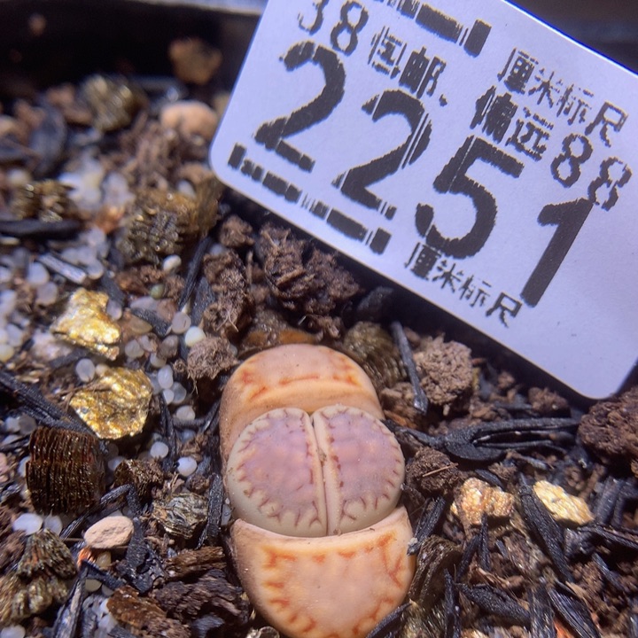 Sss精品生石花2251