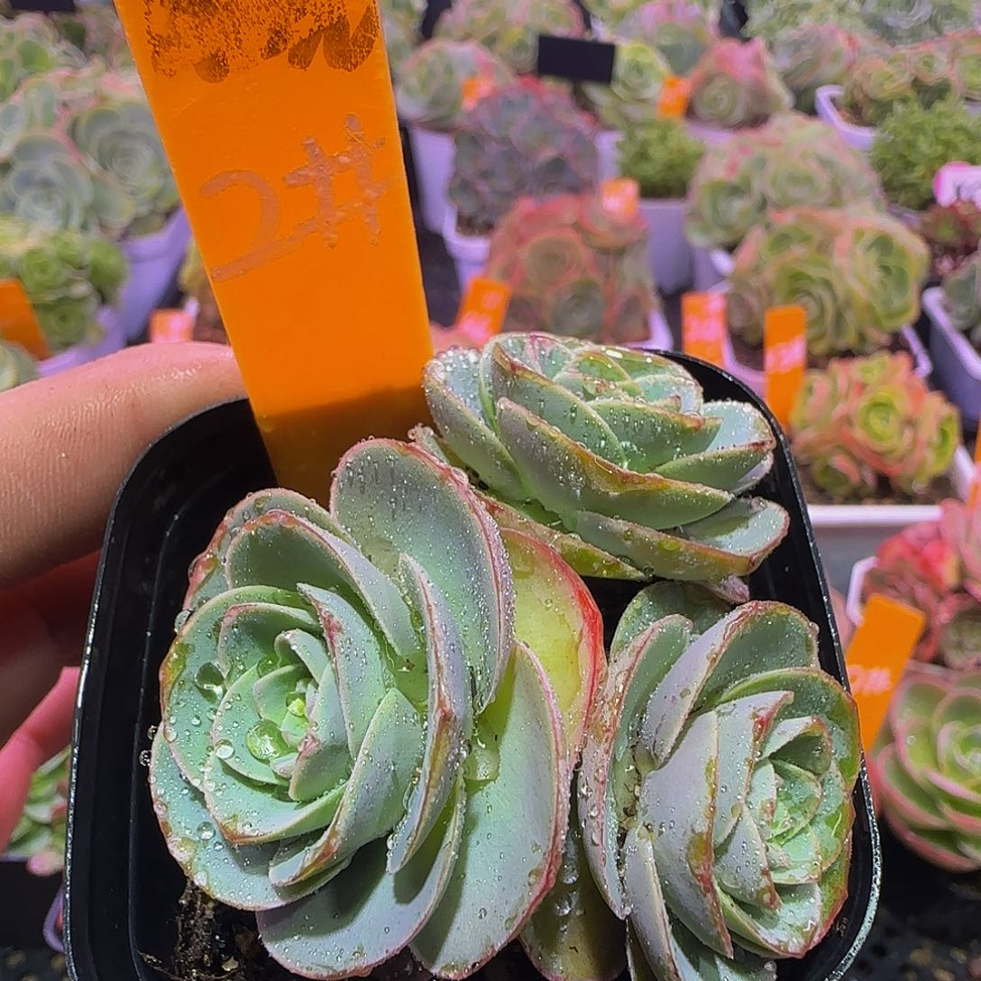 粉底液 非偏远包邮玻璃心勿拍