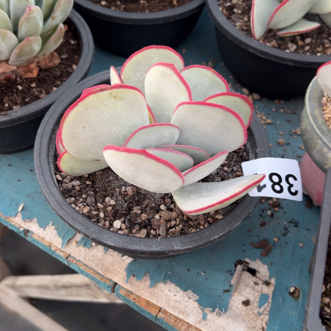 小***窝381 多肉植物组合盆栽