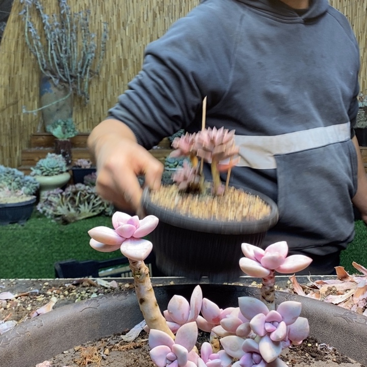 L***a824号桃霜多肉植物