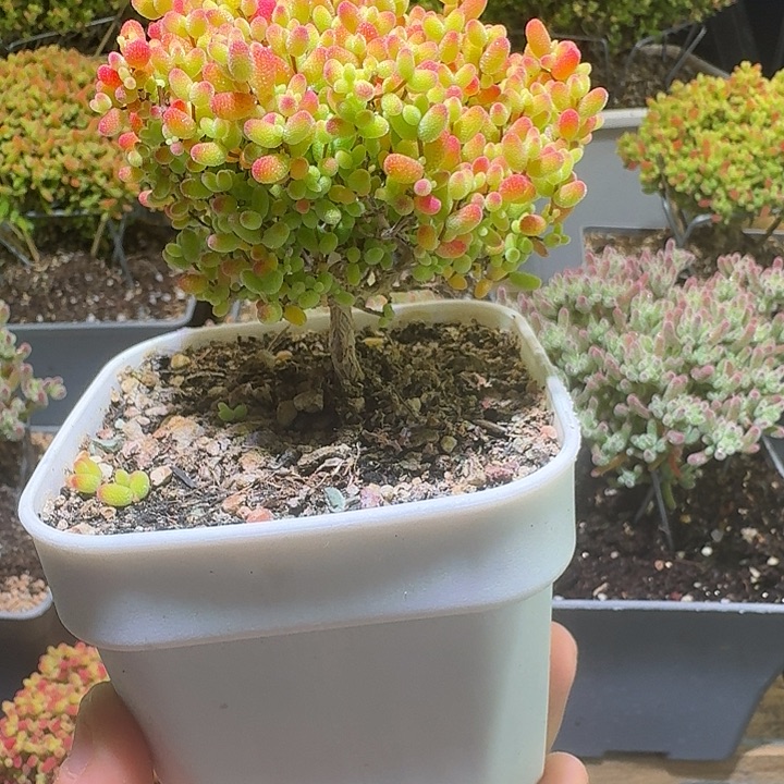 无花朵蜜桔糖球枝干番杏077