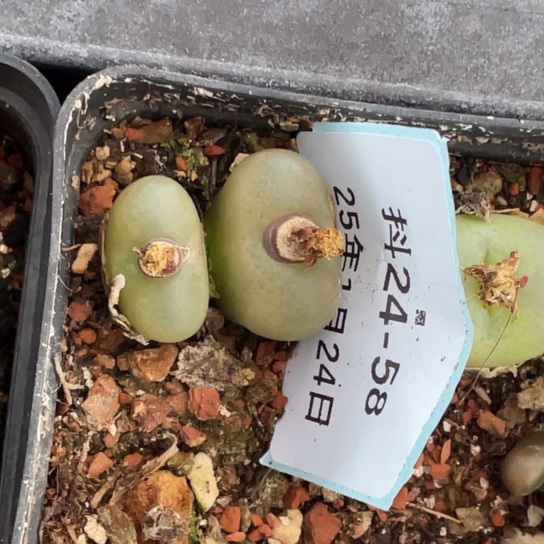 平*24-58毛毛多肉植物