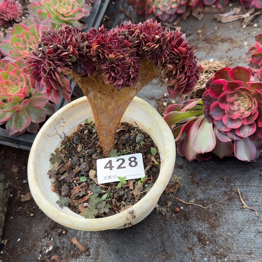 缀化多肉植物0428