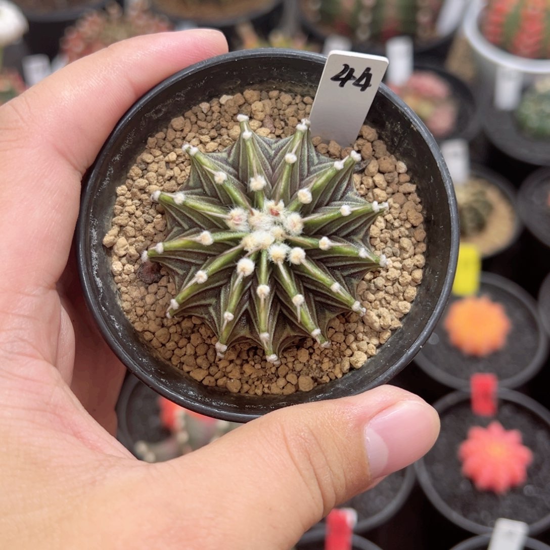 13棱渐变黑肋骨——（默认脱土发货）