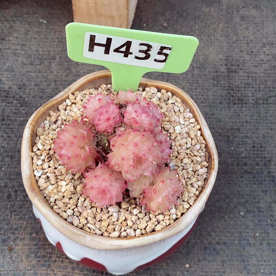 小**?麦秆6cm不包整群