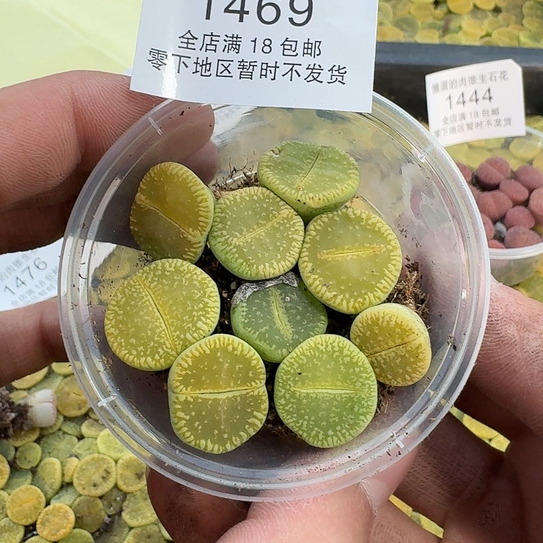 1469 哈哈哈哈哈哈
