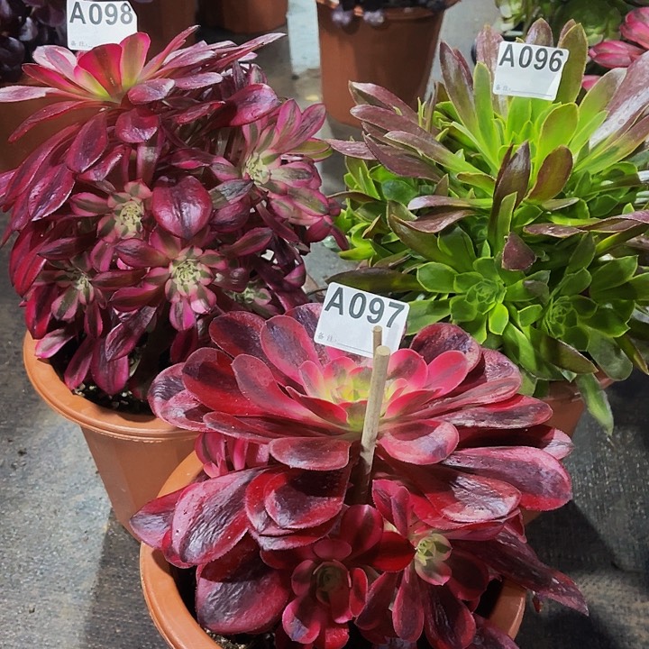 美杜莎079共同白098清蒙096