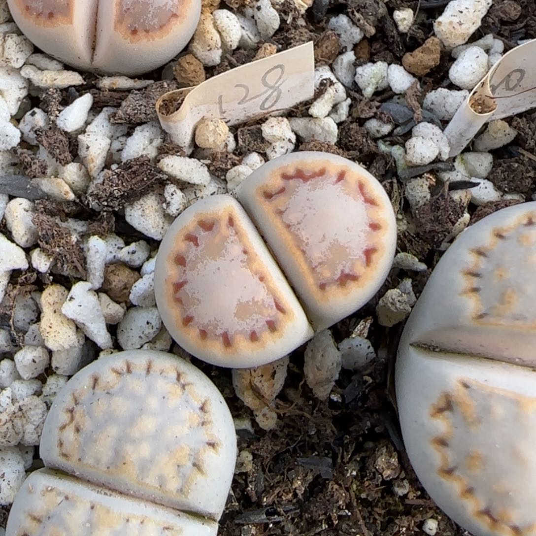 ****#11.29. c216 .9027