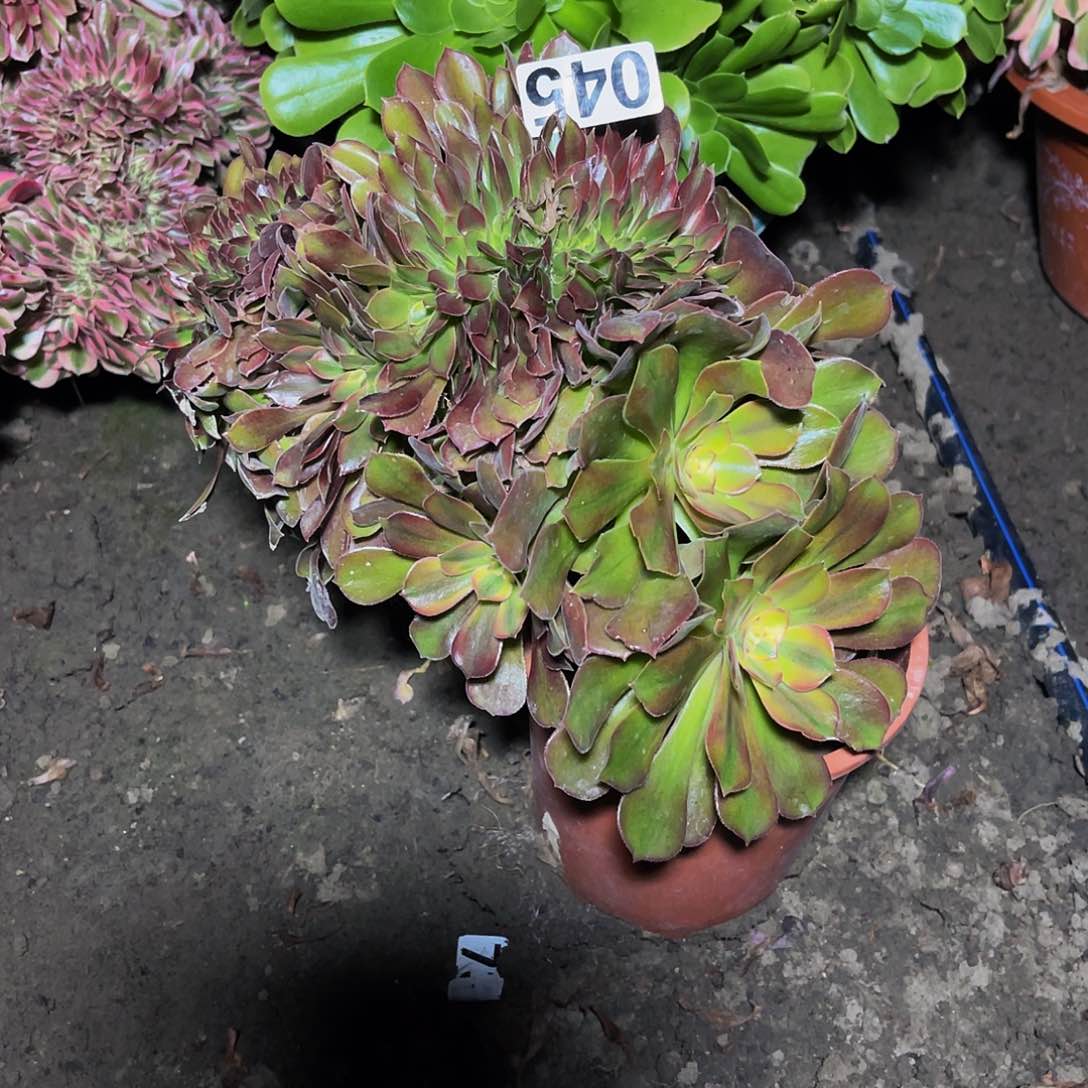 法师法师15-19包邮法师