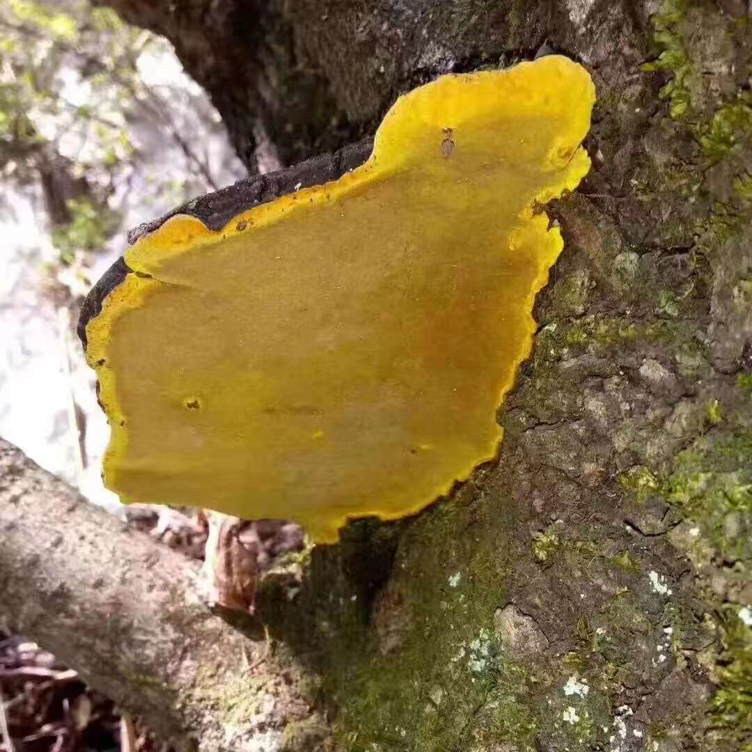 桑树桑黄【袁瑞泽推荐】