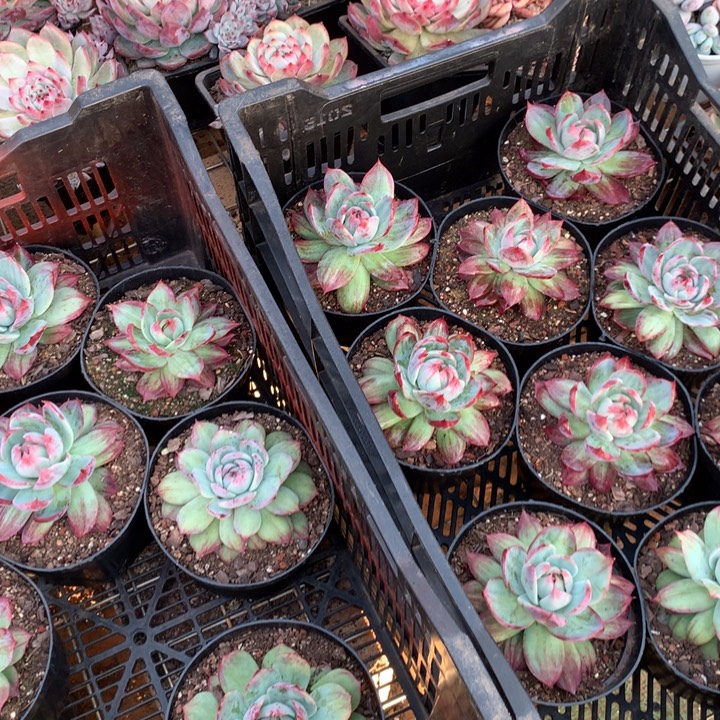 外翻拉丝个体惊鸿仙子多肉植物