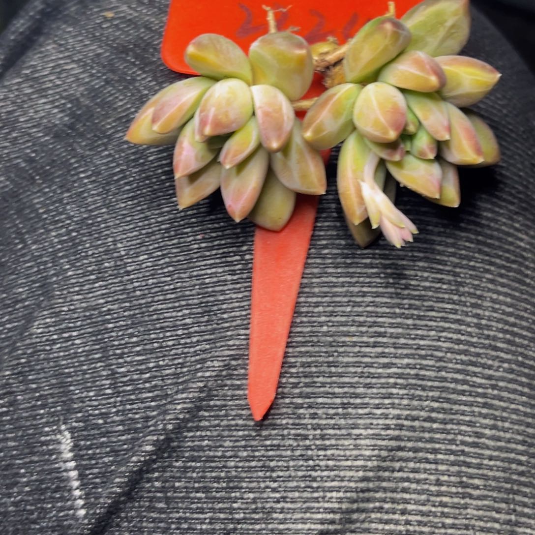 *️****2724号晚上多肉植物群生