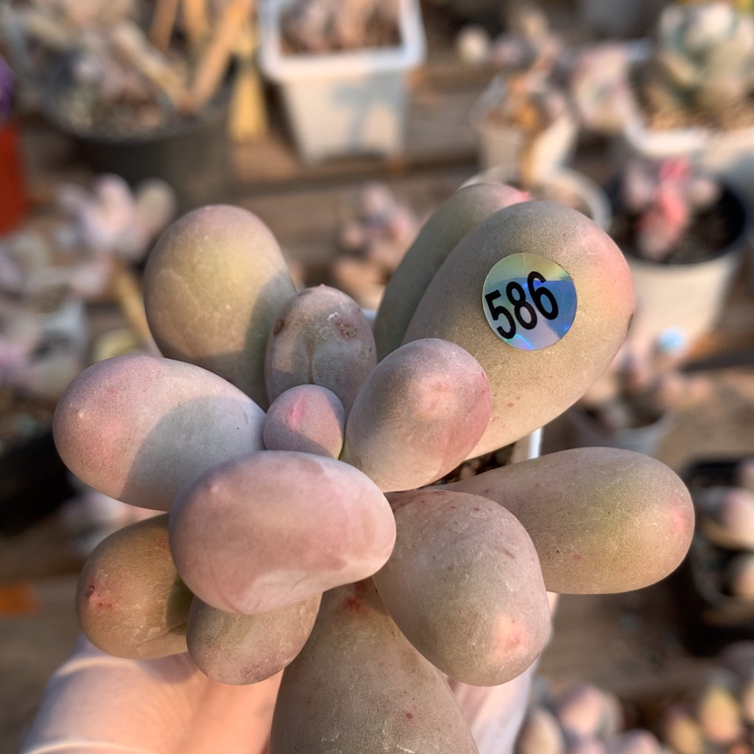 韩国米卡多肉586