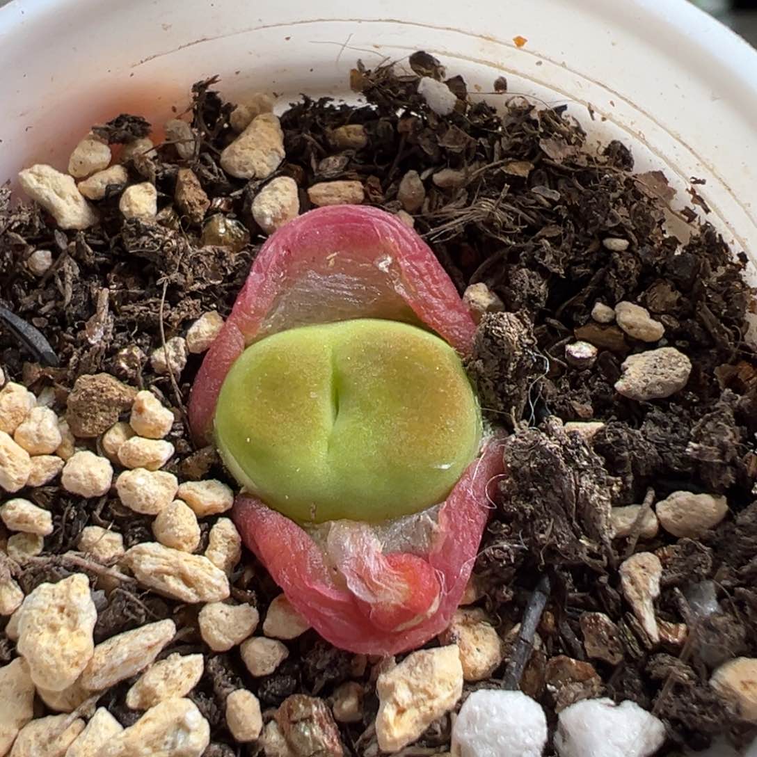 多肉植物246号水蜜桃