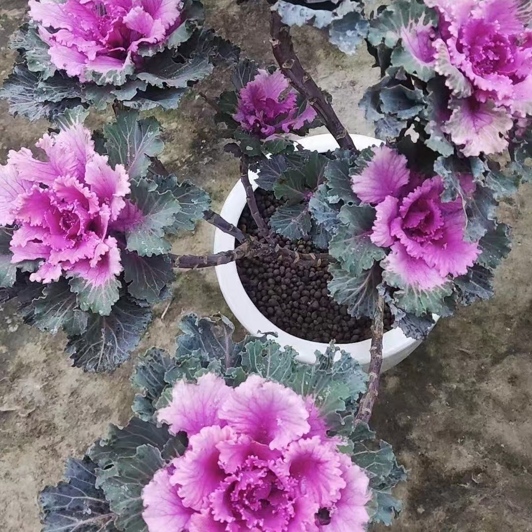 羽衣甘蓝多头老庄