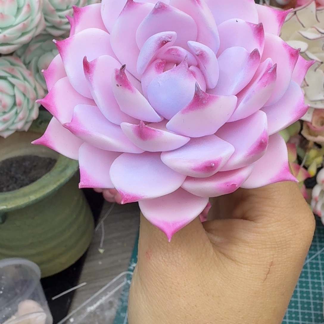 树脂424号哦哦哦哦哦哦哦