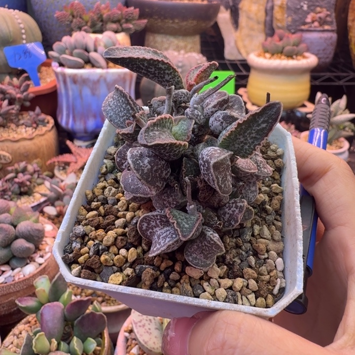 可***爱我也不知道我为什么会