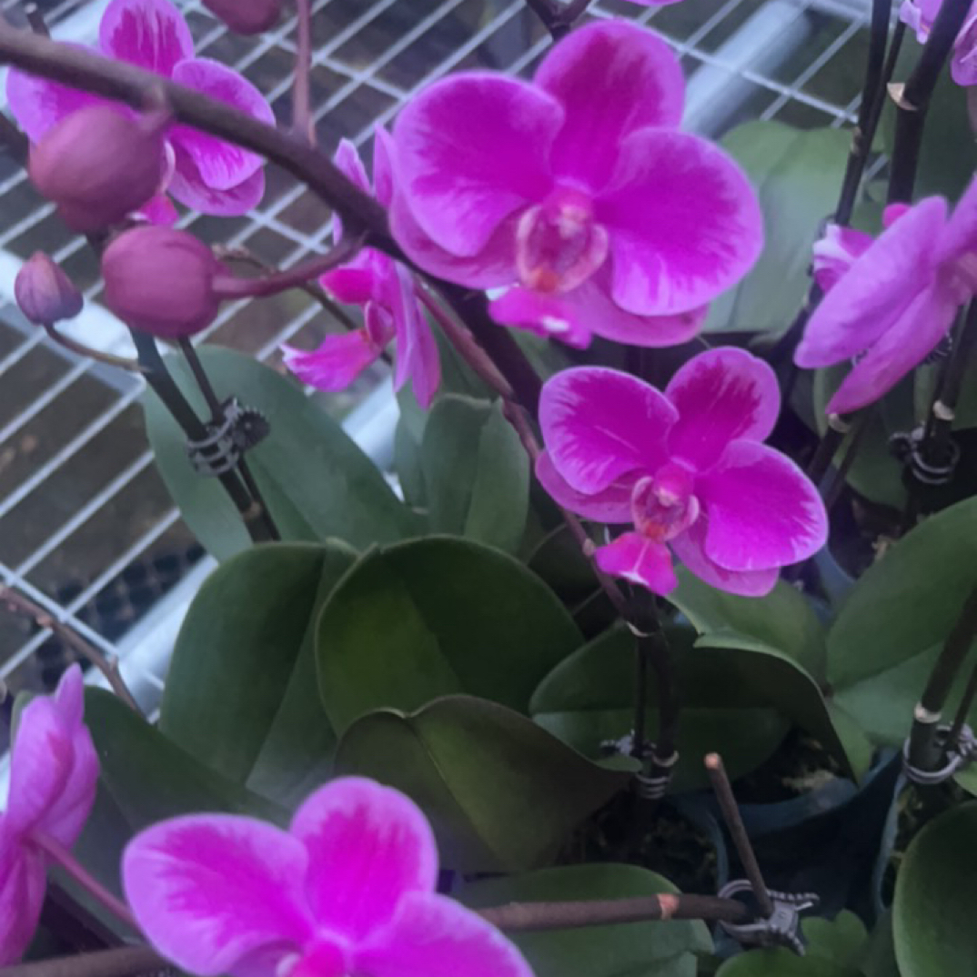 蝴蝶兰满天红出梗苗