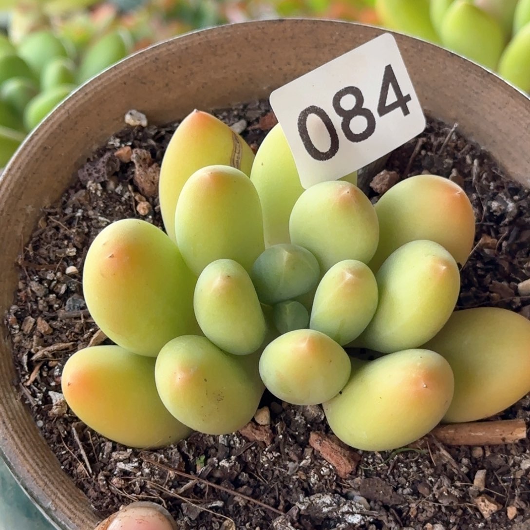 084号 一物一拍 一物一拍