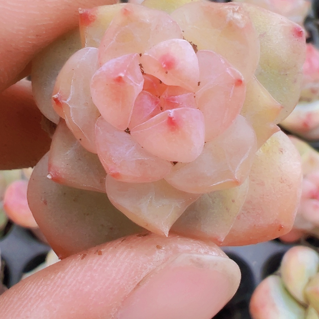 穴盘繁星珍妮5颗19包邮