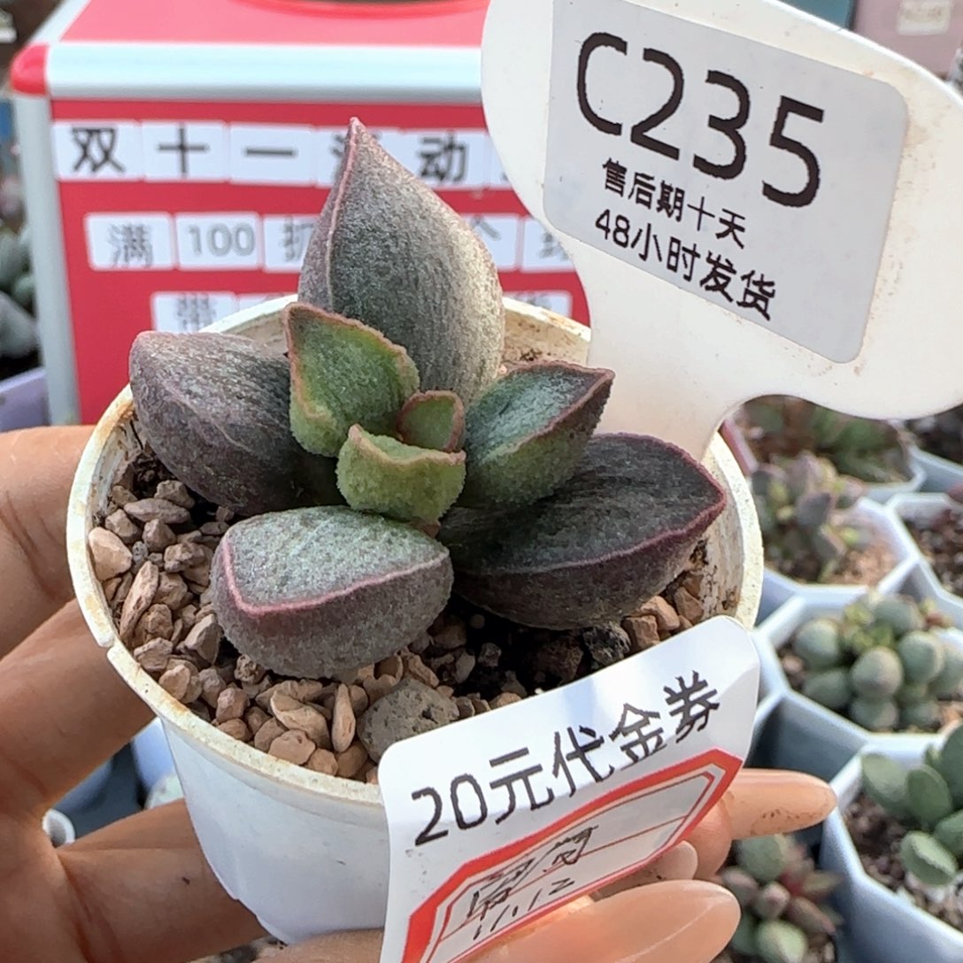 宥***满令羽。        235。     