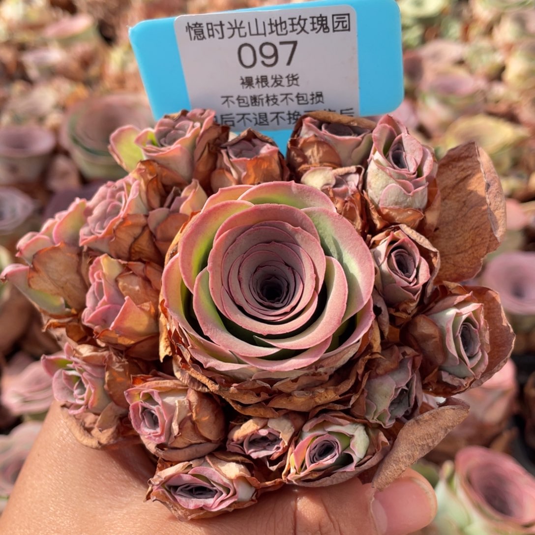 山地玫瑰097断枝不包损不售后