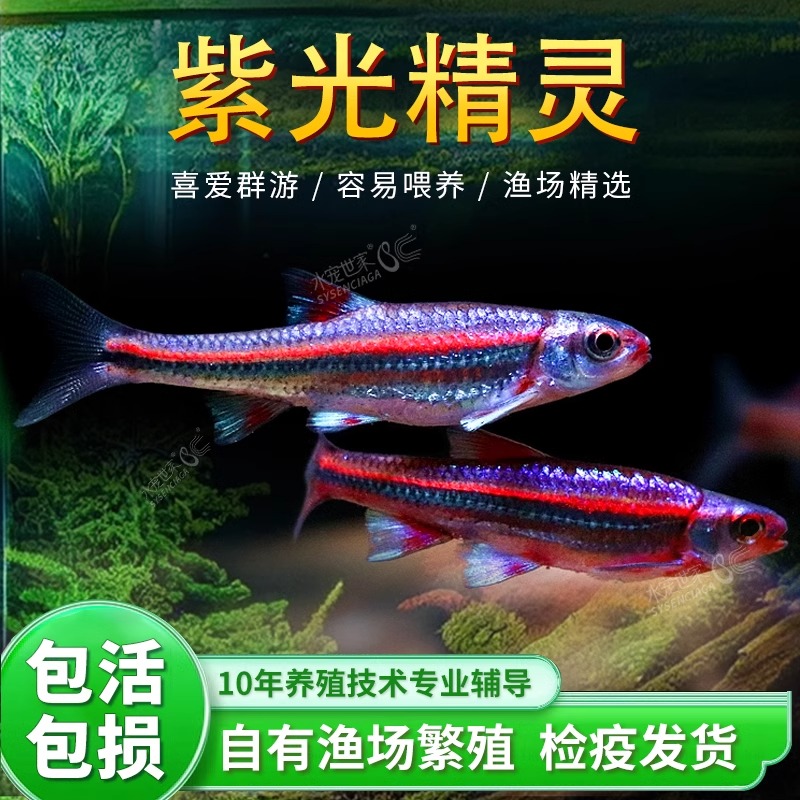 紫光精灵鱼南美水草缸幻彩霓虹灯鱼热带观赏鱼小型耐寒广温冷水鱼
