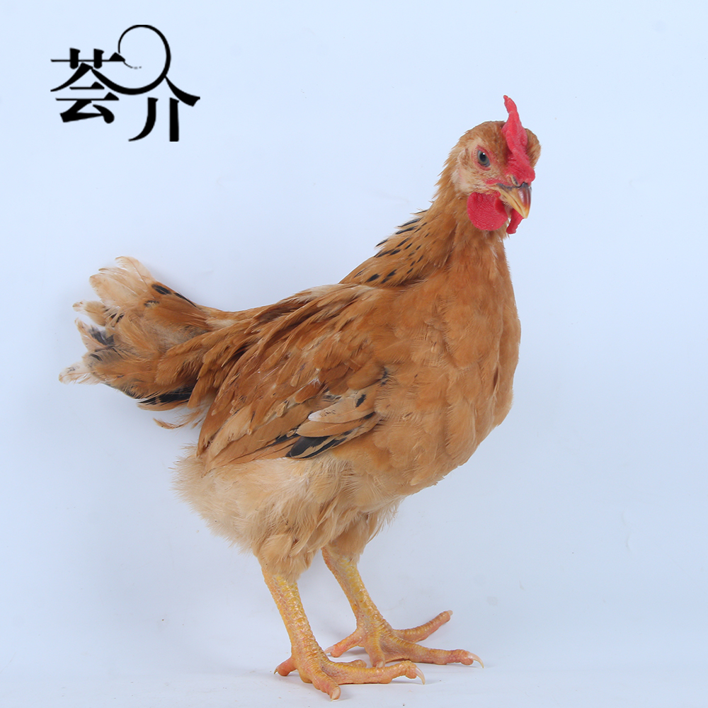 【活体】浦东鸡雄武大红观赏鸡好玩都爱玩