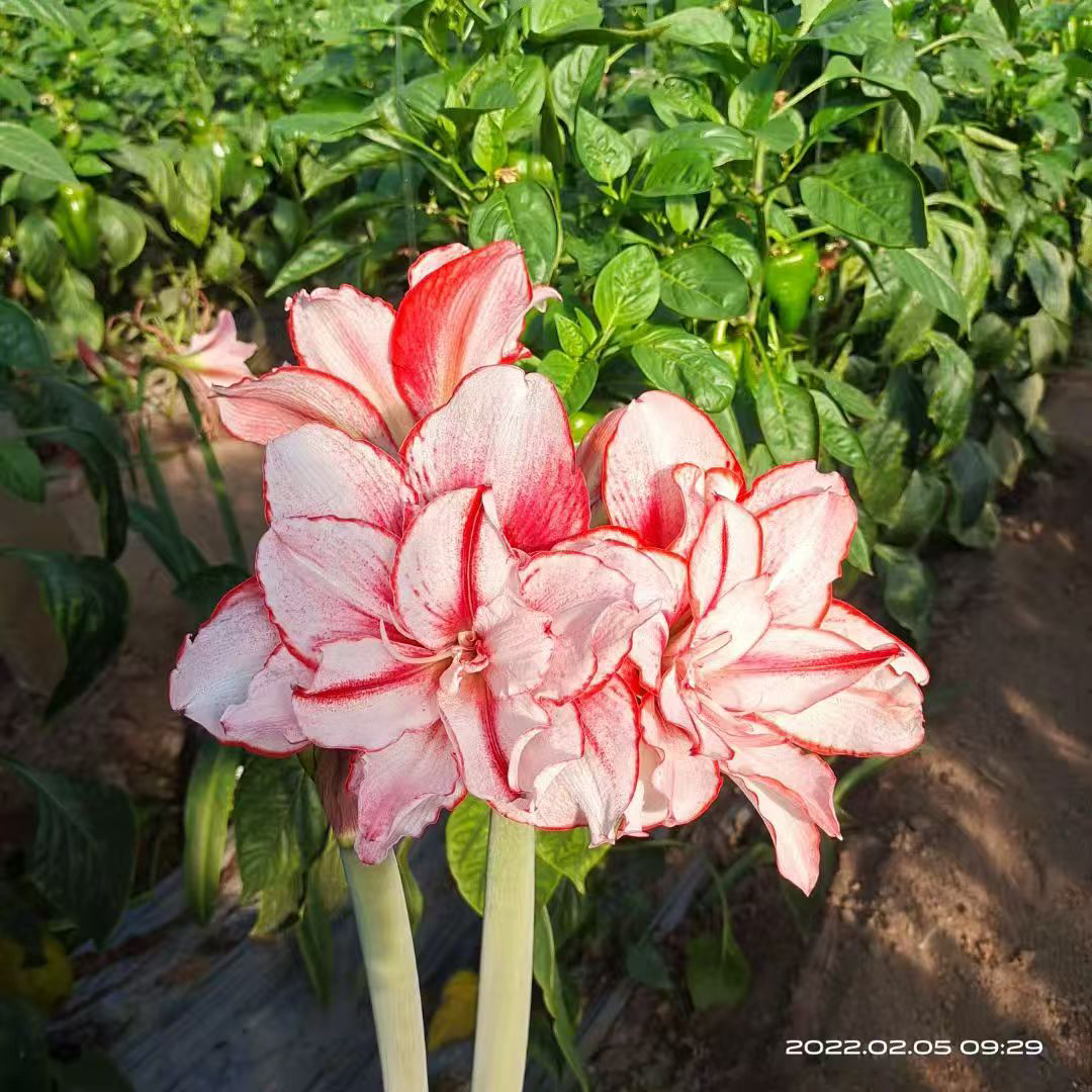 爱优辣椒姐白肋鬼魅朱顶红