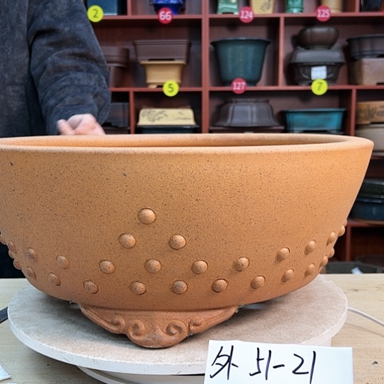 红陶王**义紫砂花盆里放的