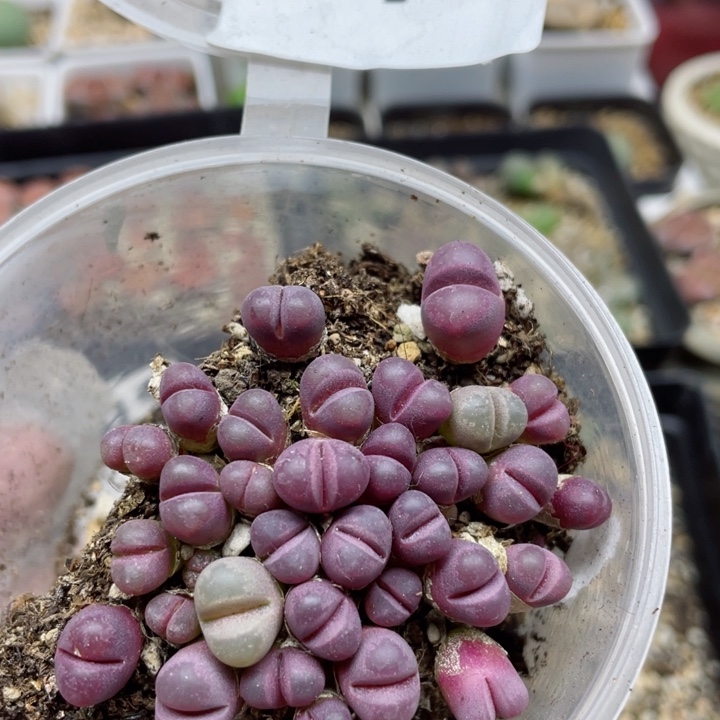 110韩版红大内带盆