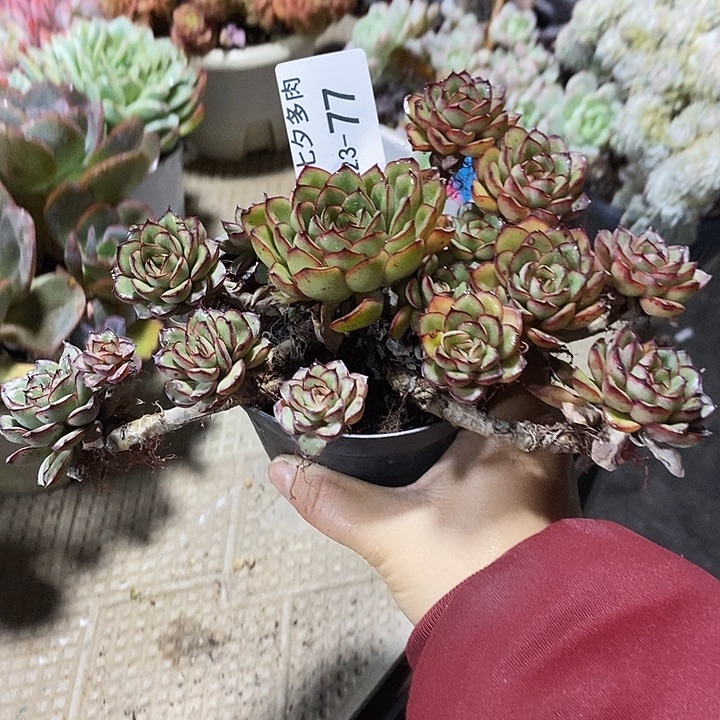 小七夕多肉灵影77