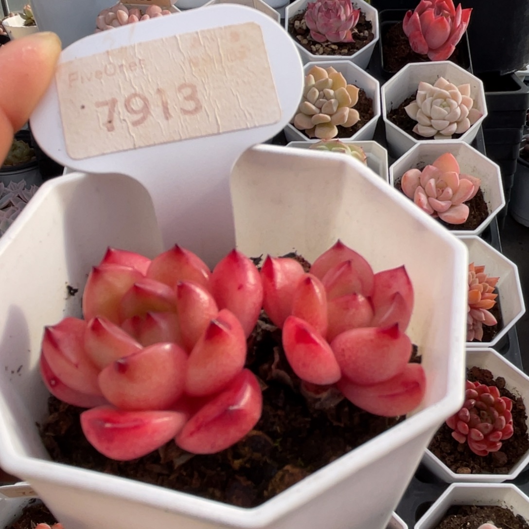 Tm7913-5.5厘米左右