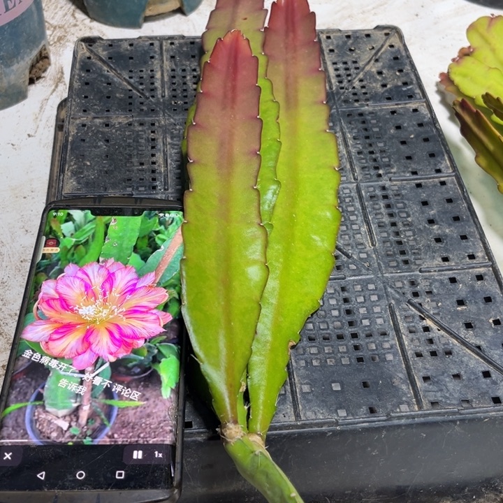 当前无花栽培后可以开花770