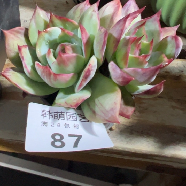 惊鸿仙子多肉植物87