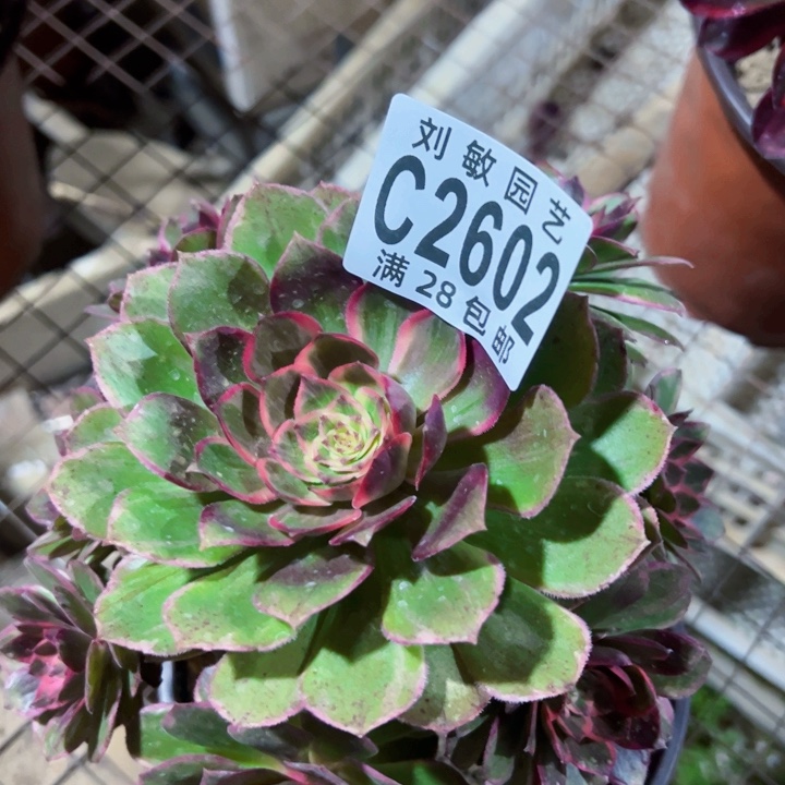 2602多肉植物法师莲花座