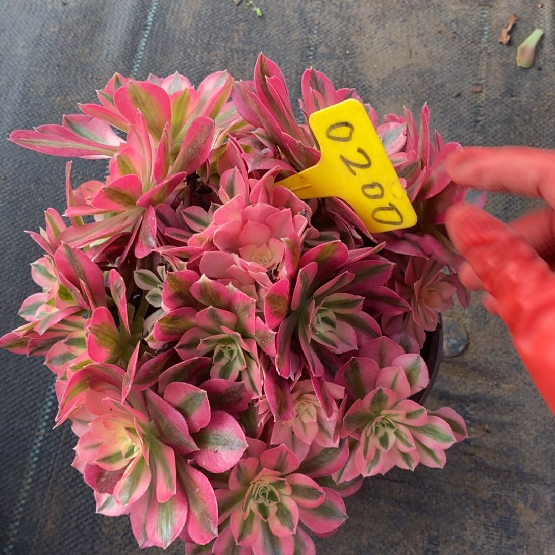 红陶0200女巫一物一拍多肉植物