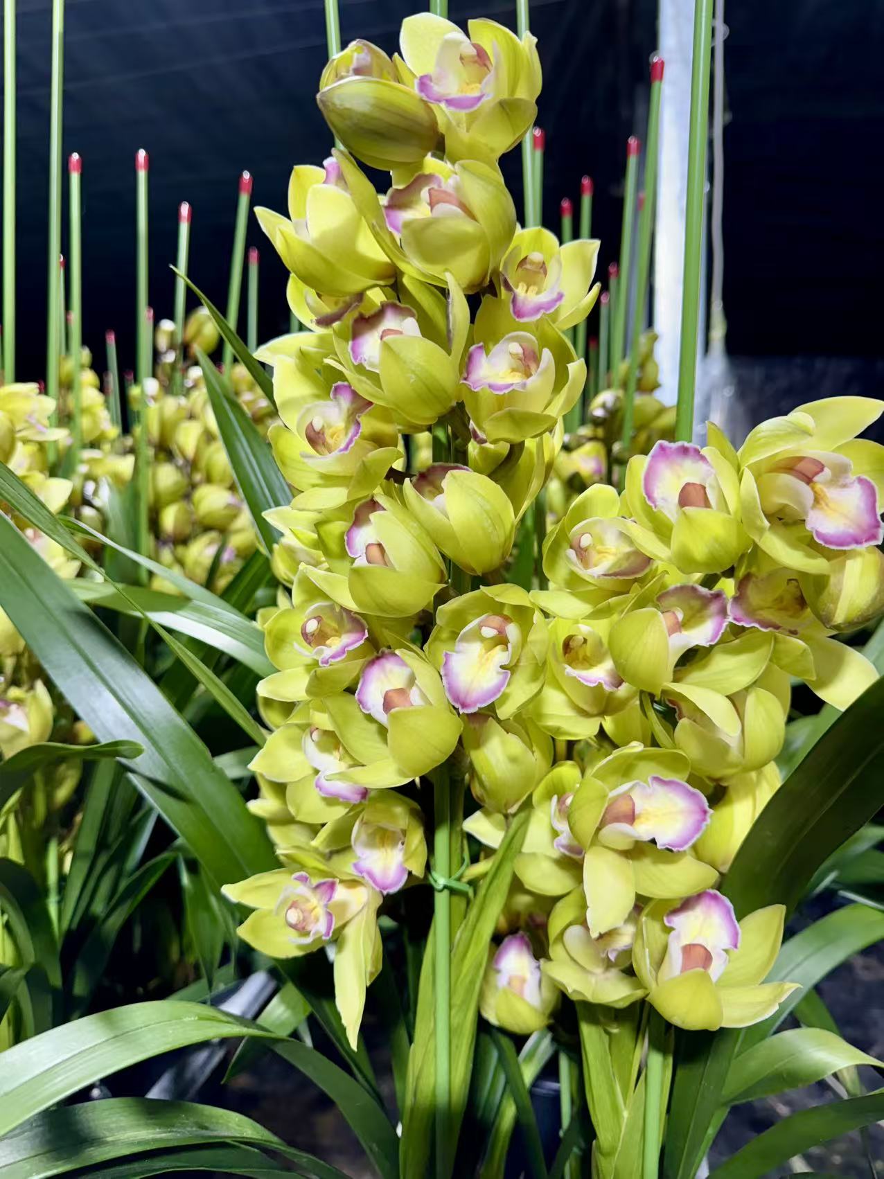 【翡翠钢琴家】大花蕙兰室内绿植兰花豆花卉鲜花盆栽观赏花盆花