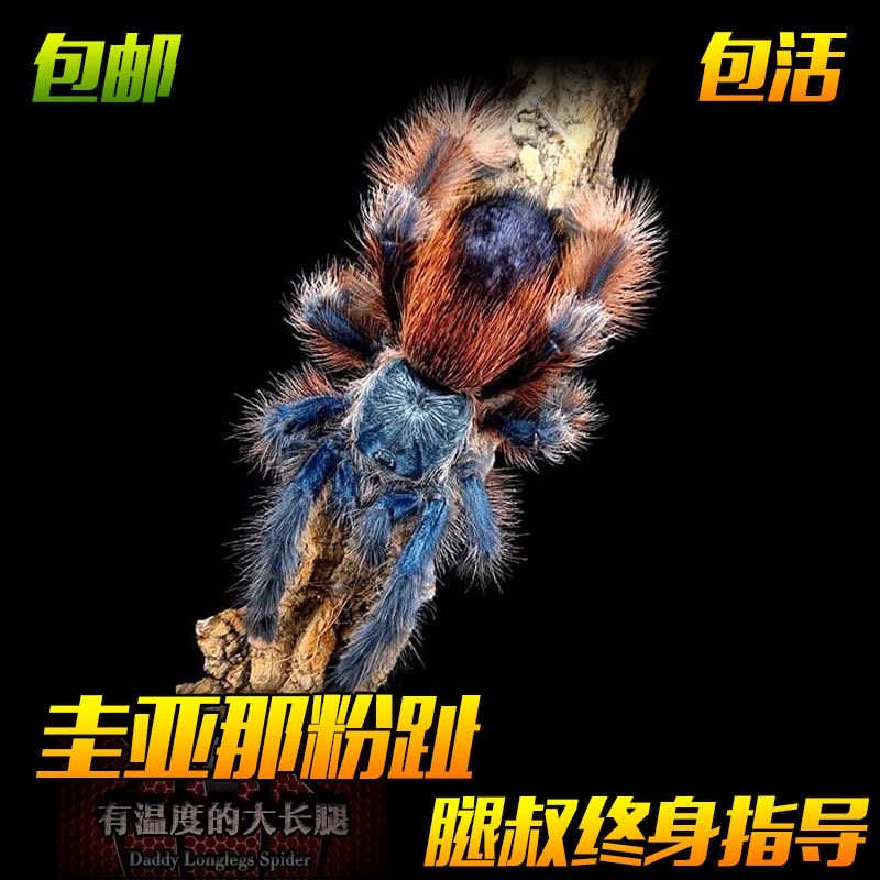 腿叔~新手入门圭亚那粉趾蜘蛛温顺蓝色树栖宠物蜘蛛活体爬宠