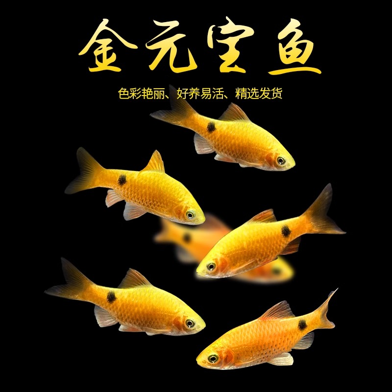 金元宝鱼观赏鱼大帆玫瑰鲫鱼新手耐活低温好养好养耐寒淡水小型鱼