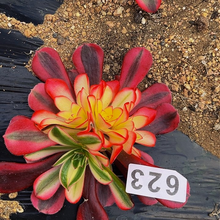 623樱花箭多肉植物