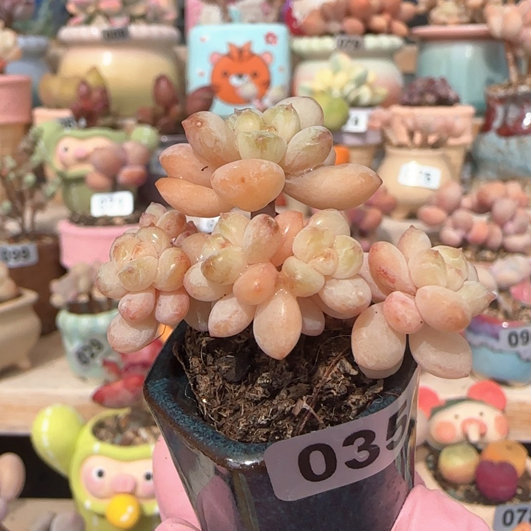 优选 阳光玫瑰 一物一拍