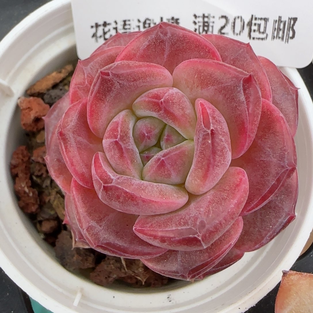 小**?花语逸境0210-439