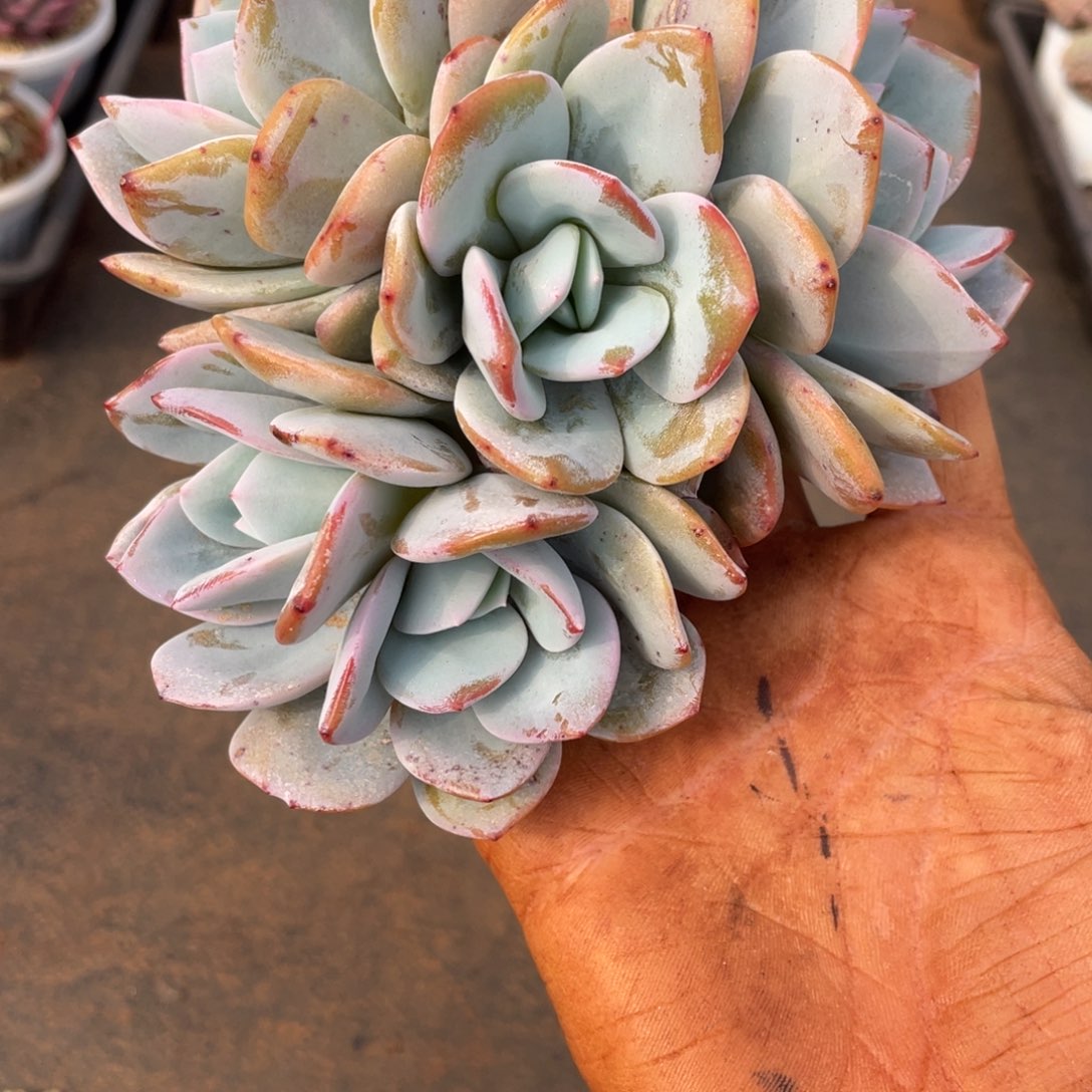 心****Y姐姐说她真的不是一般意义